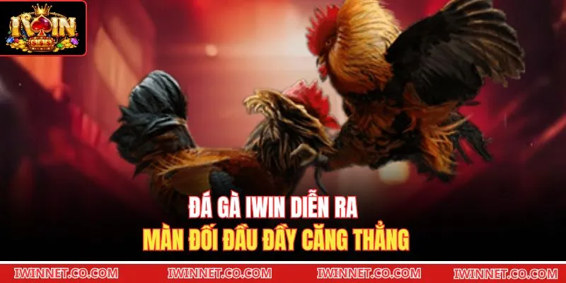 Đá gà Iwin diễn ra màn đối đầu đầy căng thẳng